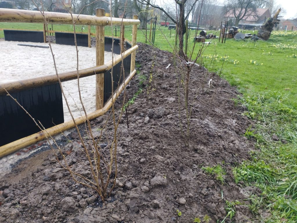 Haie fourragère à la plantation - Anouchka Secol paysagiste