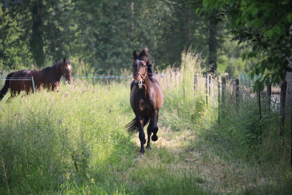Cheval libre_besoin physiologique_hébergement du cheval_projet_Anouchka Secol