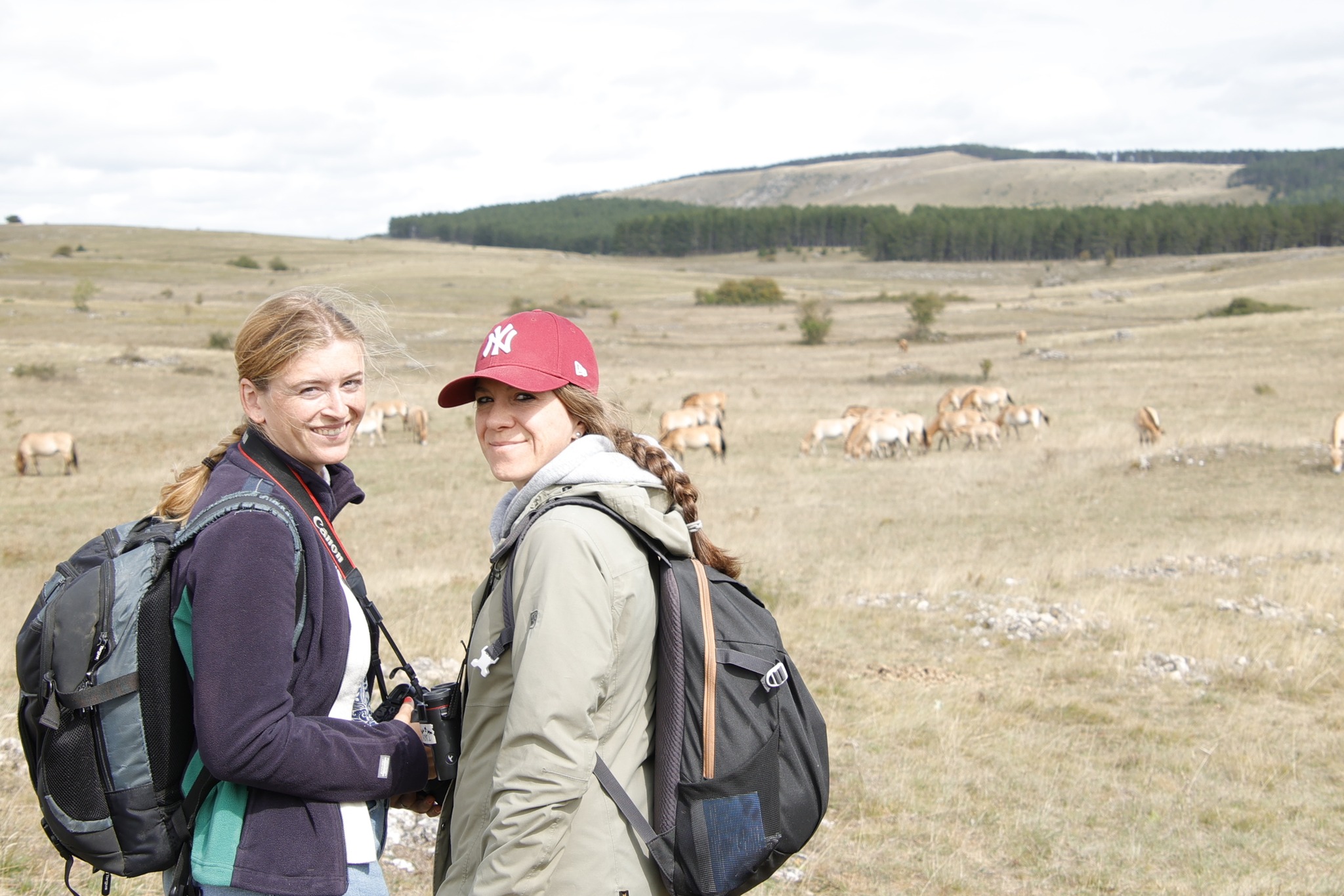 TAKH : L&rsquo;association pour le cheval de Przewalski